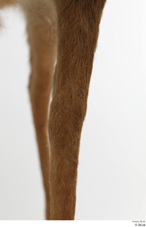 European roe deer leg 0021.jpg